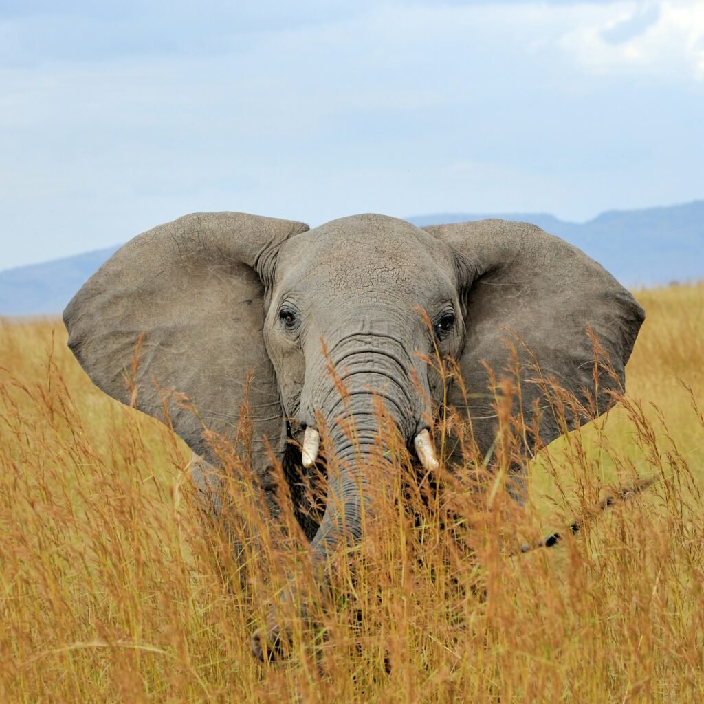 Elephant