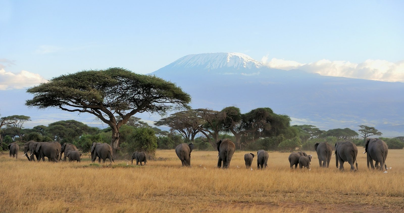 Elephant