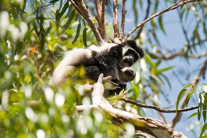 rau-forest-colobus-669x446