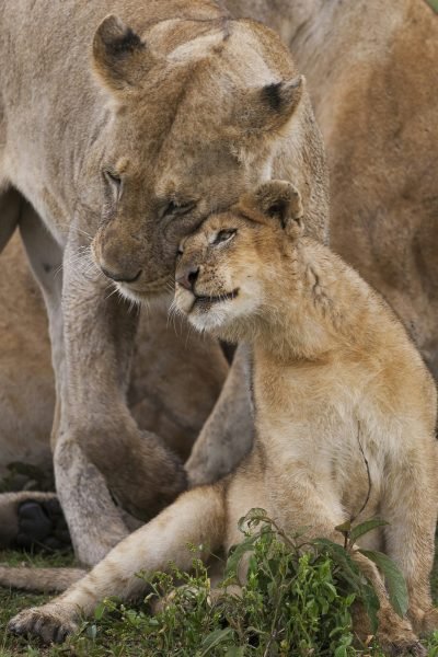 A lion cub and its mother, Panthera leo, rubbing cheeks and nuzzling in Serengeti National Park,