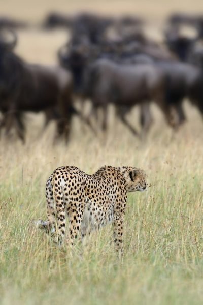 Cheetah
